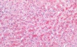 VEGF 165 Antibody, Novus Biologicals 50 &mu;g; Unconjugated:Antibodies,